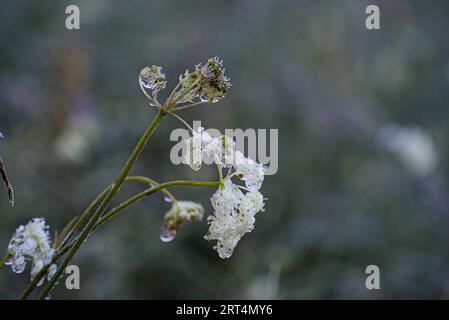 Primo piano di un fiore selvatico smerigliato. Foto Stock