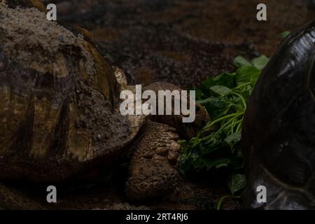 Due tartarughe africane speronato che mangiano durante la pioggia: Centrochelys sulcata, grandi tartarughe di cespugli africani, boschi e praterie, lago Langan Foto Stock