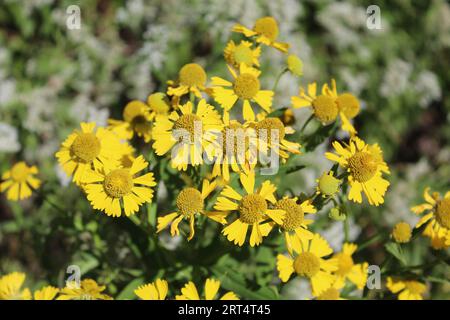 Fioriture comuni di starnuzeweed a Iroquois Woods a Park Ridge, Illinois Foto Stock