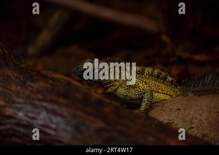 Philippine Sailfin Lizard: Una lucertola timida e dai colori fantastici che vive molto vicino a un corpo d'acqua e la sua dieta è composta da frutta, insetti, piccoli e Foto Stock