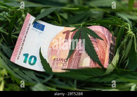 Il concetto di guadagnare soldi per coltivare marijuana. Affari di droga. Foglie di cannabis e dollari americani sullo sfondo. il concetto di profitto Foto Stock