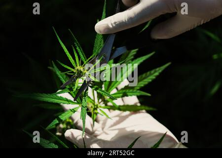 Mano scienziata con guanto di gomma medica che tocca gratificante foglia di cannabis in una fattoria curativa di cannabis indoor. Trattamento medico alternativo dalla cannabis Foto Stock