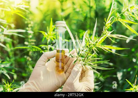 Mano dello scienziato che tiene una provetta di olio biologico ed ecologico cbd di erbe farmaceutiche in una fattoria di canapa. Concetto di erbe alternative medicee Foto Stock