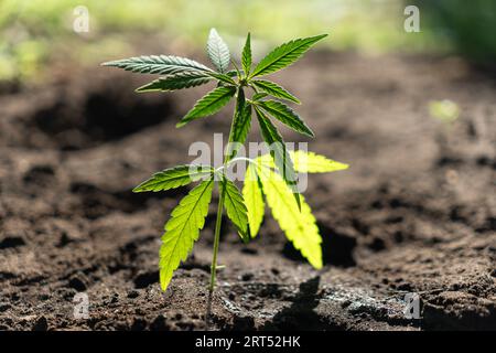 Bellissima pianta di cannabis fiorita con foglie di serrato verde. Uso in farmacia, erboristeria o come farmaco psicoattivo. giovane canapa spr Foto Stock