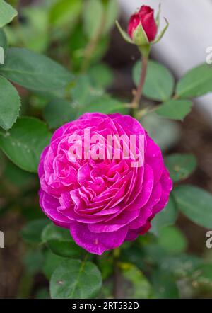 "Heidi Klum' Floribunda Rose, Floribundaros (rosa) Foto Stock