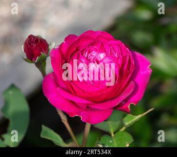 "Heidi Klum' Floribunda Rose, Floribundaros (rosa) Foto Stock