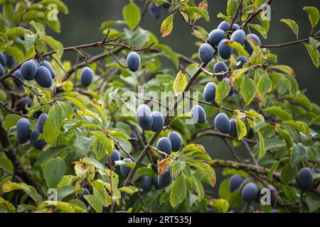 Prugna con i suoi rami pesantemente carichi di prugne blu mature Foto Stock