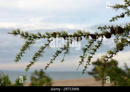 Baikal Larch Pine conia sulla sfocata Send Baikal Beach Foto Stock