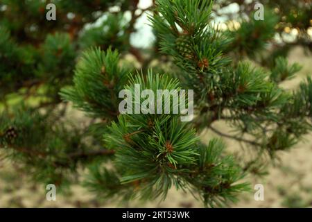 Baikal Pine Cones Close Up Soft background Foto Stock