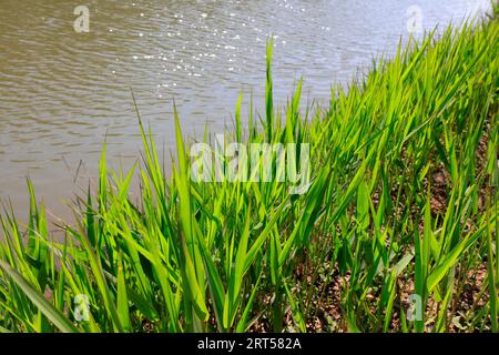 Phragmites australis sul bordo dell'acqua Foto Stock