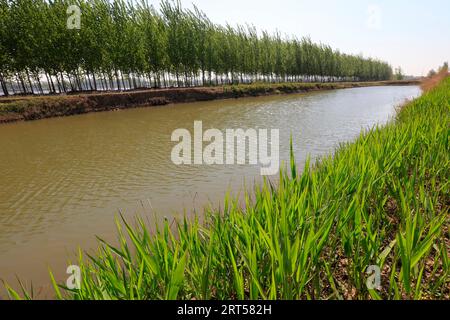 Phragmites australis vicino al fiume Foto Stock