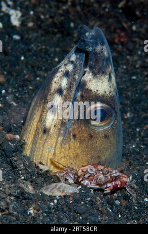 Harlequin Crab, Lissocarcinus laevis, Under Blacksaddle Snake Eel, Ophichthus cephalozona, in hole, Retak Larry dive site, Lembeh Straits, Sulawesi, i Foto Stock