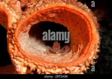 Gamberetti spugna, Thaumastocaris streptopus, spugna, Aplysina archeri, immersione notturna, sito di immersione Aer Perang, stretto di Lembeh, Foto Stock