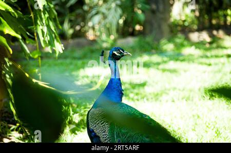 Primo piano di un pavone in un lussureggiante campo erboso Foto Stock