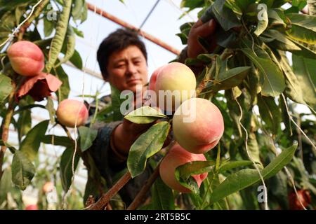 Contea di Luannan - 8 marzo 2019: Gli agricoltori stanno controllando la crescita delle pesche nelle serre, contea di Luannan, provincia di Hebei, Cina Foto Stock