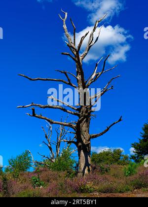 Paesaggio fiabesco di brughiera Hoge Veluwe Foto Stock