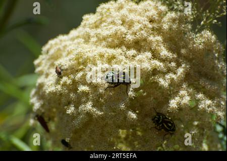 Un sacco di nettare dolce significa un sacco di insetti, tra cui questi graziosi coleotteri Fiddler (Eupoecila Australasiae) che si nutrono di questa massa di fiori bianchi. Foto Stock