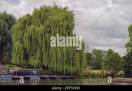 Giganteschi salici piangenti si stende sul fiume Cam a Cambridge, Regno Unito, sopra un molo di punting con un cielo nuvoloso sullo sfondo Foto Stock