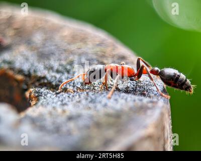 Primo piano di una formica gigante australiana di Toro, Myrmecia gratiosa, con occhi e mascelle a fuoco che camminano sui ramoscelli e cercano il cibo Foto Stock