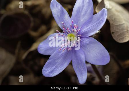 Bella macro ripresa di un primo singolo fiore selvatico grande Hepatitis Hepatitis transylvanica blu che inizia a fiorire tra foglie secche all'inizio della primavera. Foto Stock
