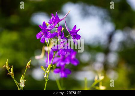 Delphinium selvatico o Consolida Regalis, conosciuto come forking o razzo larkspur. Il campo larkspur è erbaceo, pianta fiorente della famiglia Ranun delle coppe Foto Stock