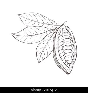 Serie di illustrazioni vettoriali di foglie di cacao e baccello di fagioli crudi non sbucciati aperto. Contorno nero della diramazione, disegno grafico. Per cartoline, design e. Illustrazione Vettoriale