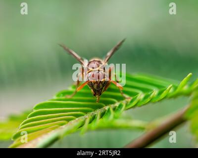 Linguette di carta su foglia verde. Vespa di carta europea, Gallische Feldwespe (Polistes dominulus). Sembra che sia presente un Metricus Paper Wasp (Polistes metricus) Foto Stock