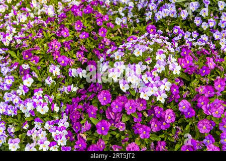 tappeto floreale colorato di pansie variegate (viola) Foto Stock