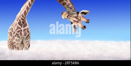 Giraffa testa a faccia appesa capovolta. Curiose giraffe di gute da sopra le nuvole. Scena fantastica con una giraffa enorme che esce dal cloud Foto Stock