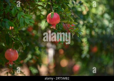 230907 -- YESUD HAMA ala, 7 settembre 2023 -- questa foto scattata il 6 settembre 2023 mostra i melograni in un campo nel villaggio di Yesud Hama ala, nel nord di Israele. Via Xinhua ISRAEL-YESUD HAMA ala-POMEGRANATE-HARVEST AyalxMargolin/JINI PUBLICATIONxNOTxINxCHN Foto Stock