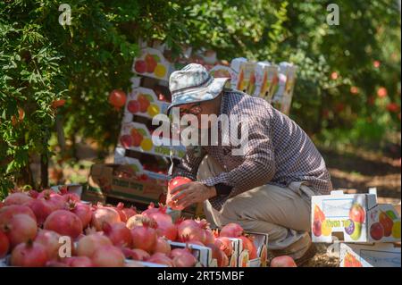 230907 -- YESUD HAMA ala, 7 settembre 2023 -- Un uomo impacchi melograni raccolti in un campo nel villaggio di Yesud Hama ala, nel nord di Israele, il 6 settembre 2023. Via Xinhua ISRAEL-YESUD HAMA ala-POMEGRANATE-HARVEST AyalxMargolin/JINI PUBLICATIONxNOTxINxCHN Foto Stock