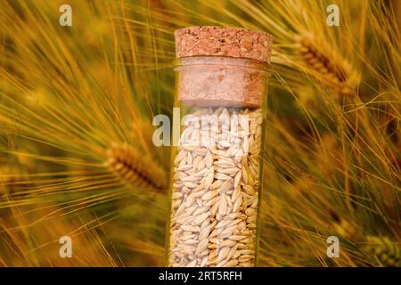 Grani di grano in provetta di plastica come campione di semi, messa a fuoco selettiva Foto Stock