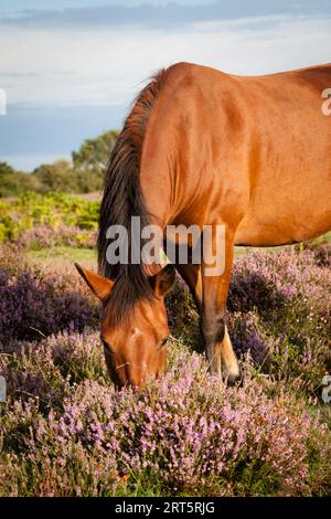 Un pony della New Forest che mangia l'erba tra l'erica sull'Isley Common. Foto Stock