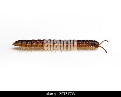 Vista laterale di un millipede della serra, Oxidus gracilis, isolato su sfondo bianco Foto Stock