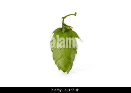Testa di luppolo verde fresca - varietà Saaz tardiva - frutto della pianta di luppolo ceca (Humulus lupulus) su sfondo bianco, Zatec nella Repubblica Ceca. Foto Stock