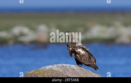 Aquila dalla coda bianca, appoggiata sulla roccia in riva al mare Foto Stock