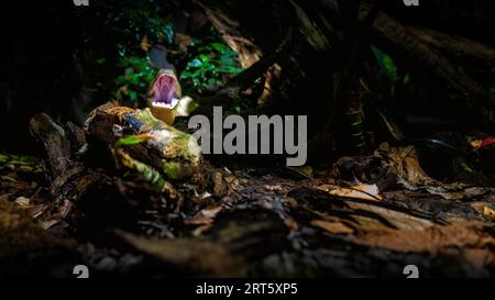 Animal World - Cobra King (Ophiophagus hannah) Foto Stock