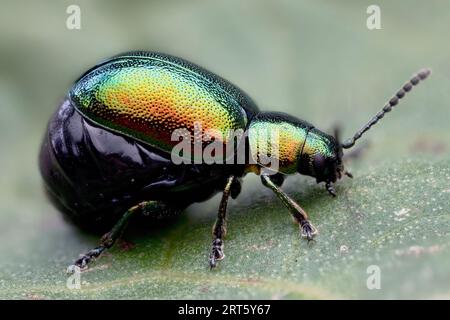 Scarabeo verde femmina (Gastrophysa viridula) a riposo sulla foglia di molo. Tipperary, Irlanda Foto Stock