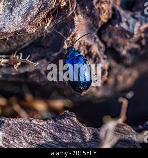 Foto macro di uno scarabeo su un albero Foto Stock