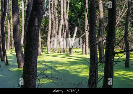 Ricoperta di verde palude panoramica di anatra nella foresta, che guarda come un prato fiabesco. Alcuni alberi crescono dall'acqua Foto Stock