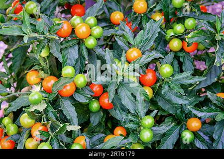 Ciliegia di Gerusalemme Solanum pseudocapsicum, o ciliegia invernale, pianta ornamentale. Pianta Nightshade con frutti rossi e arancioni. Boccola di corallo. Foto Stock