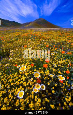 Fiori selvatici primaverili nel Carrizo Plains National Monument nella California centrale nel marzo 2010. Foto Stock