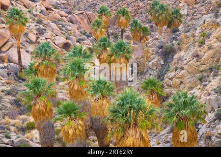 Oasi desertica di palme situata nel profondo del Joshua Tree National Park nella California meridionale, Stati Uniti; marzo 2010. Foto Stock