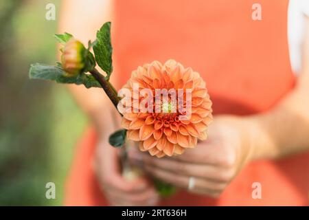 Un primo piano di una donna che tiene in mano un fiore dahlia rosso arancio Foto Stock