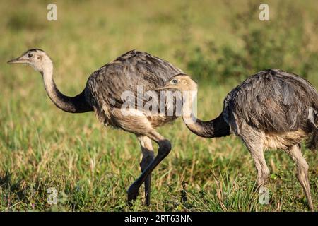 Splendida vista su un paio di uccelli del grande Rhea nel Miranda Pantanal Foto Stock