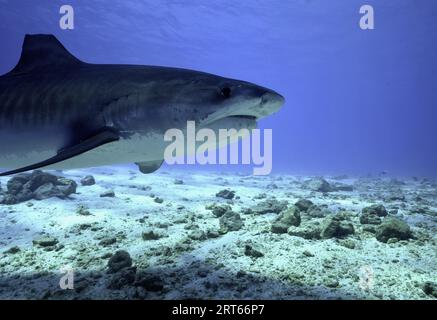 Squalo tigre Foto Stock