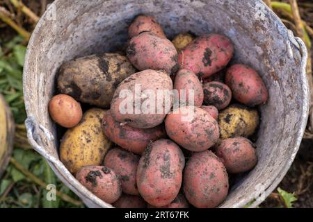 Patate di scavo nel giardino. Tempo di raccolto, piantando patate. Foto Stock