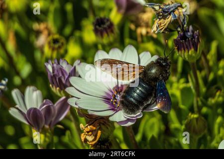 Xylocopa violacea, Violet Carpenter Bee on a White Daisy Flower Foto Stock