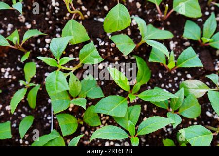 Coltivare Hydrangeas paniculata da talee. Piantine nel vassoio di propagazione Foto Stock