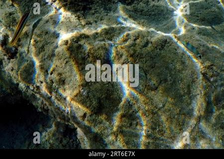 Un pesce piatto sbiancato su una roccia mentre nuota libero nelle acque cristalline della costa illuminato dai raggi del sole sott'acqua mentre ti tuffi nel Mediterraneo Foto Stock